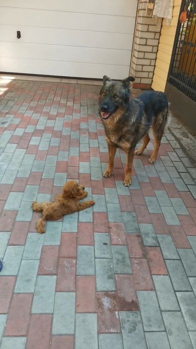 Пропала собака район мостаПески