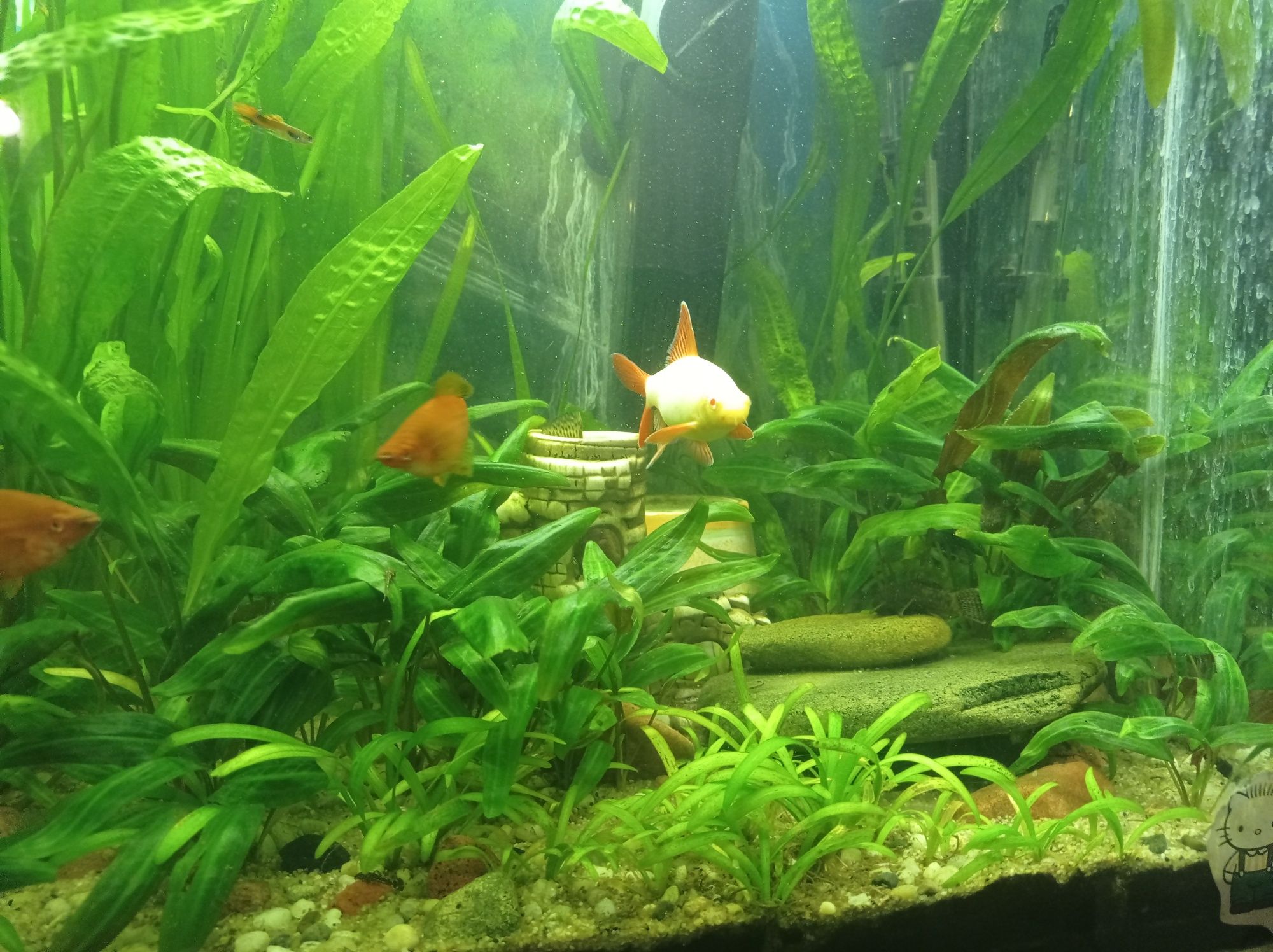 Labeo albinos 15 cm