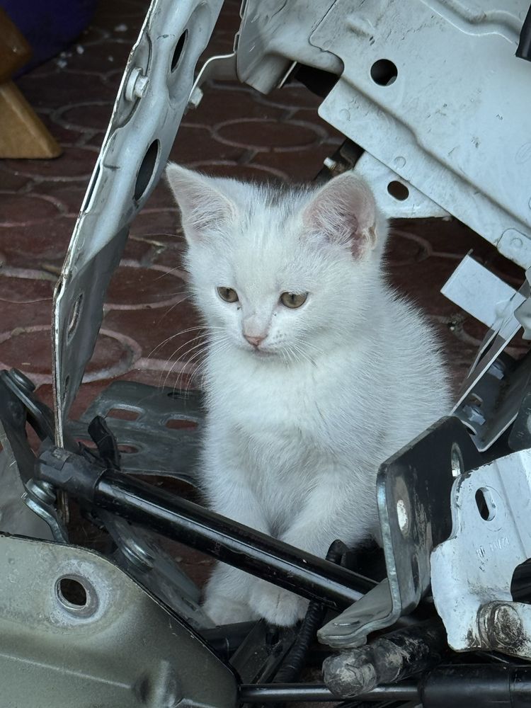 Кошенята в добрі руки