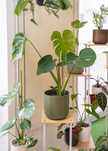 Planta interior - Monstera Deliciosa