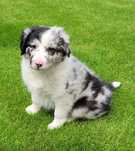 Super piesek Border Collie