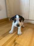 Jack russell terrier aktualne