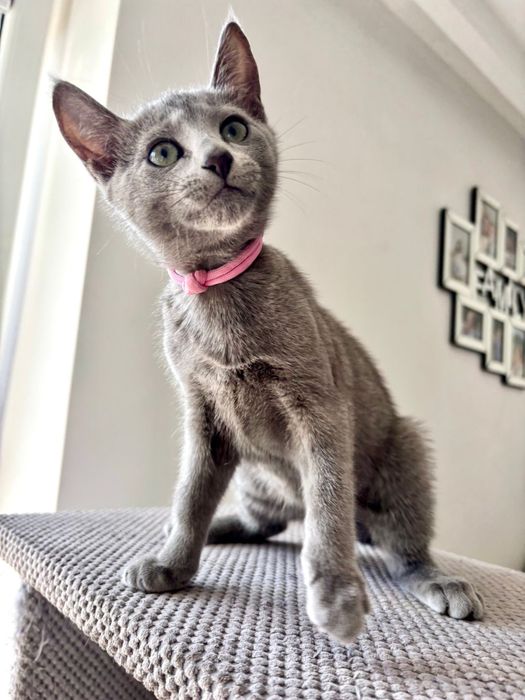 Kocięta rosyjskie niebieskie z rodowodem FPL - koteczka