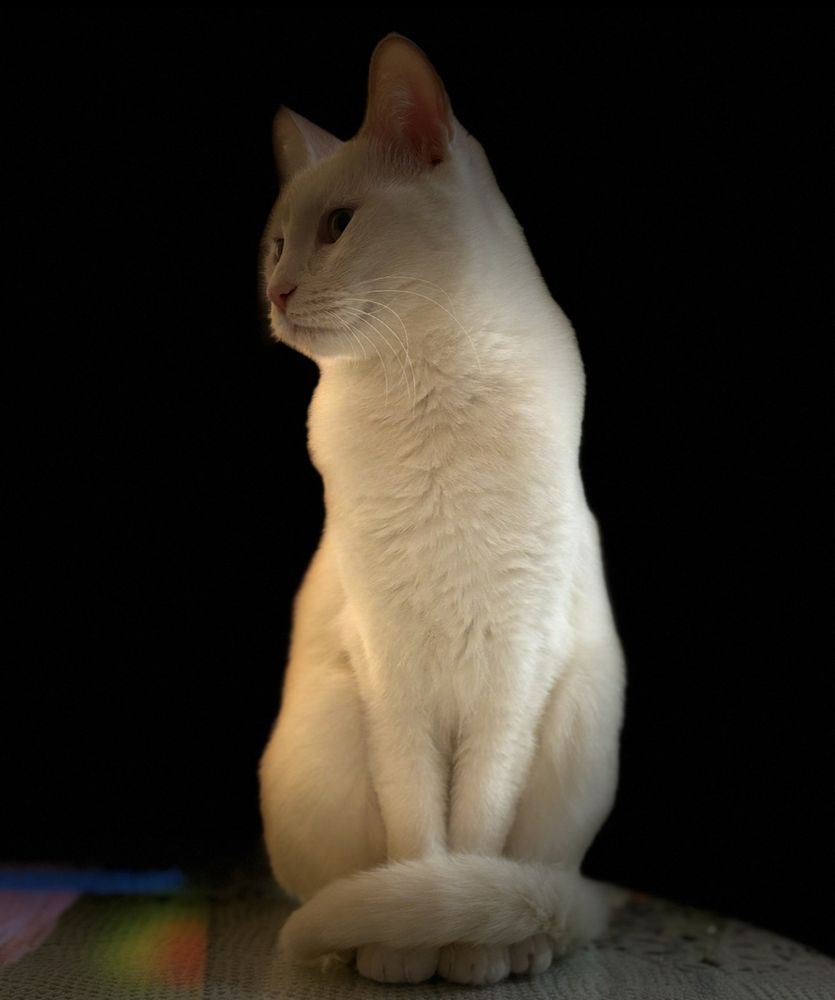 Gatinha para adoçao responsavel