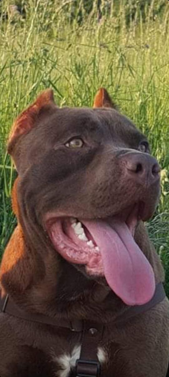 Pies pitbull red nose Rep