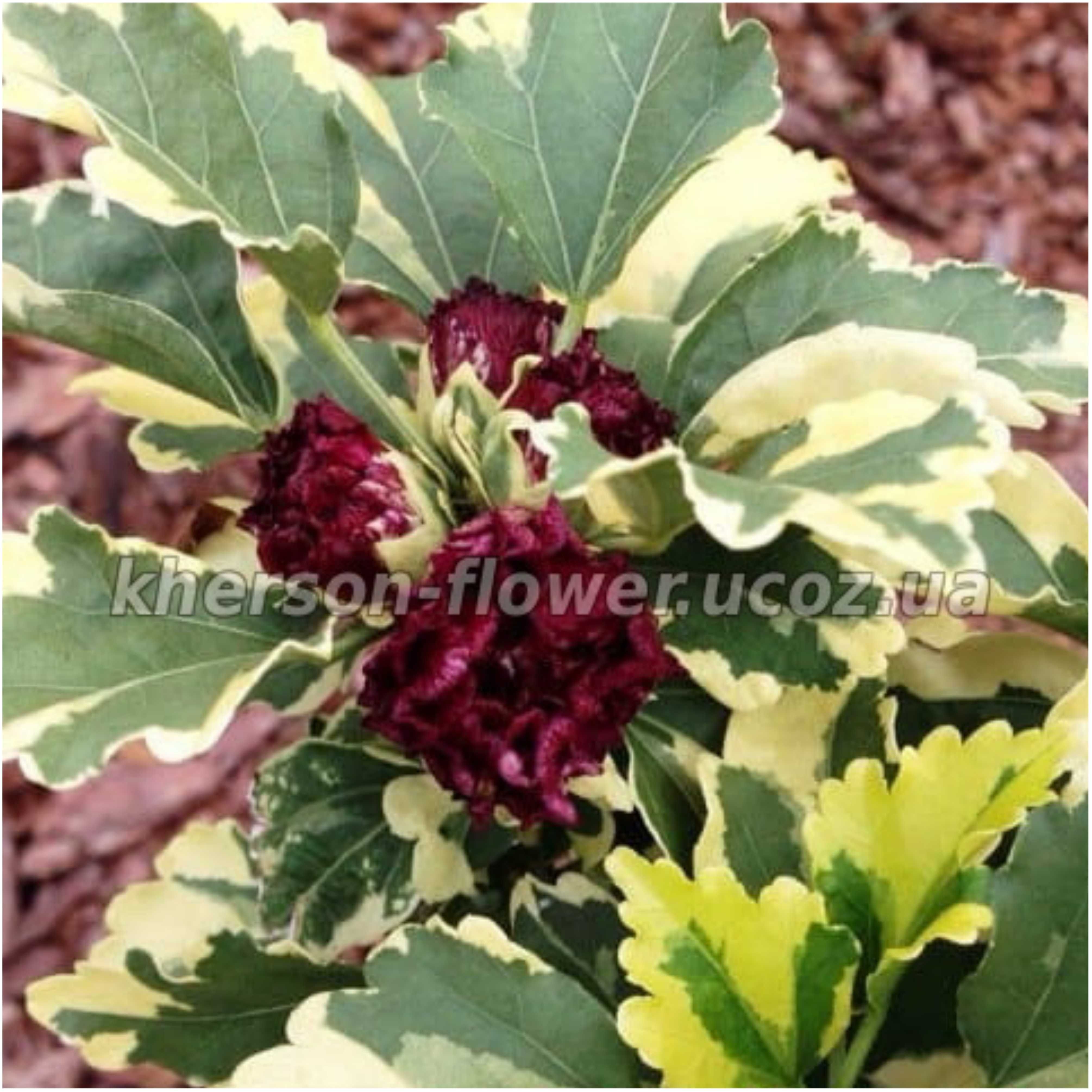 Гибискус древовидный Purpureus Variegatus