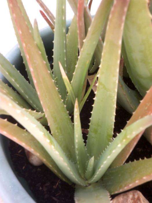 Aloe Vera Babosa Rebentos