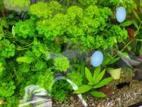 4x roślinki akwariowe Hygrophila + Rogatek + Wgłębka + Limnophila Sess