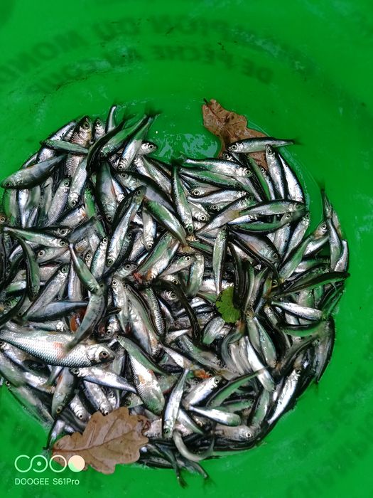 Drobnica zarybieniowa 2-20cm mix