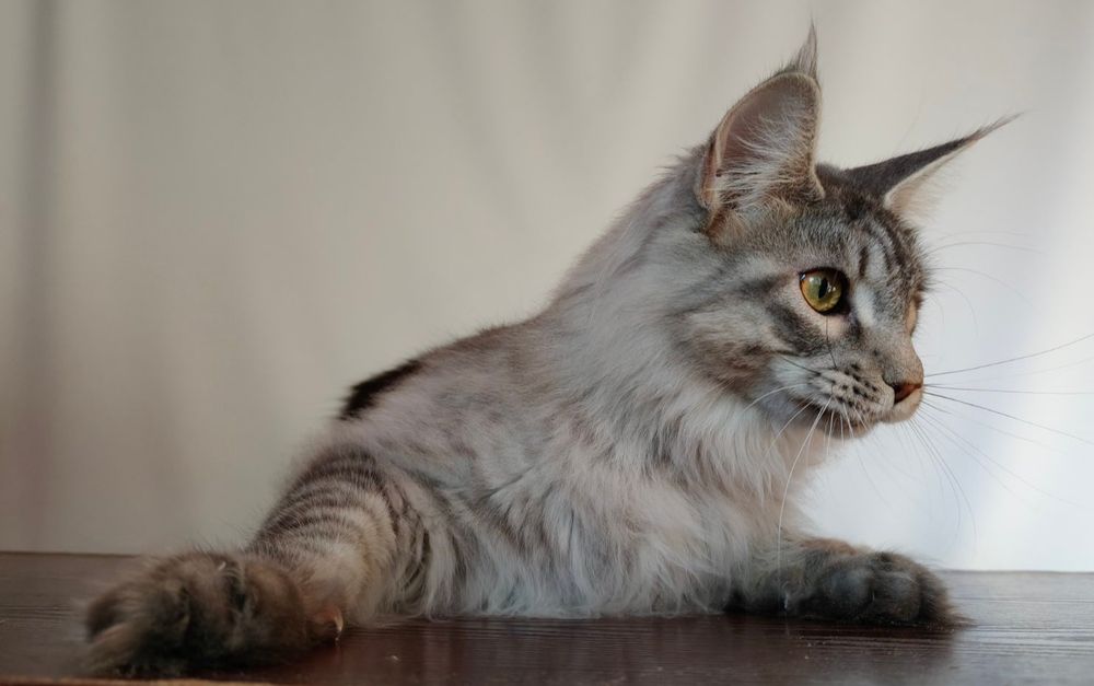 Дівчинка Мейн-кун шукає родину