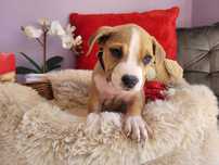 Śliczny maluch amstaff!