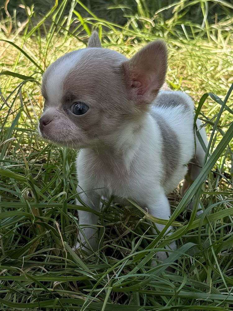 Chihuahua chłopak