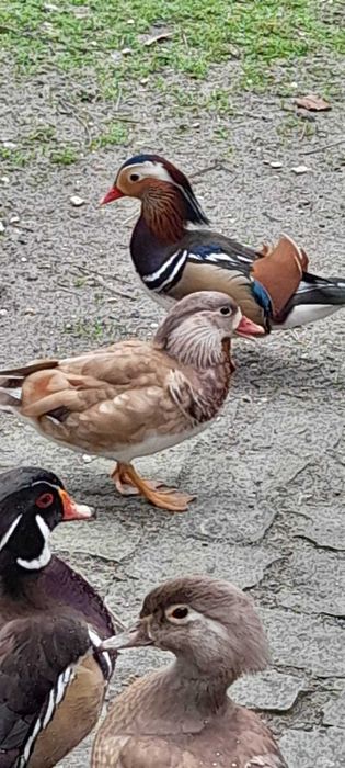 Cocós, faisões e patos