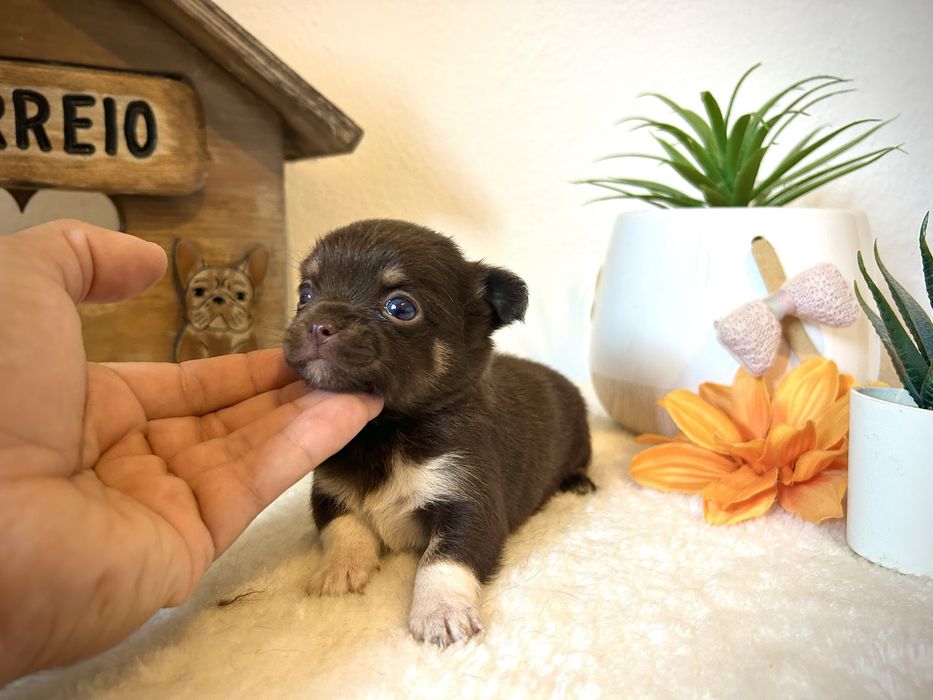Menino chihuahua chocolate semi pelo