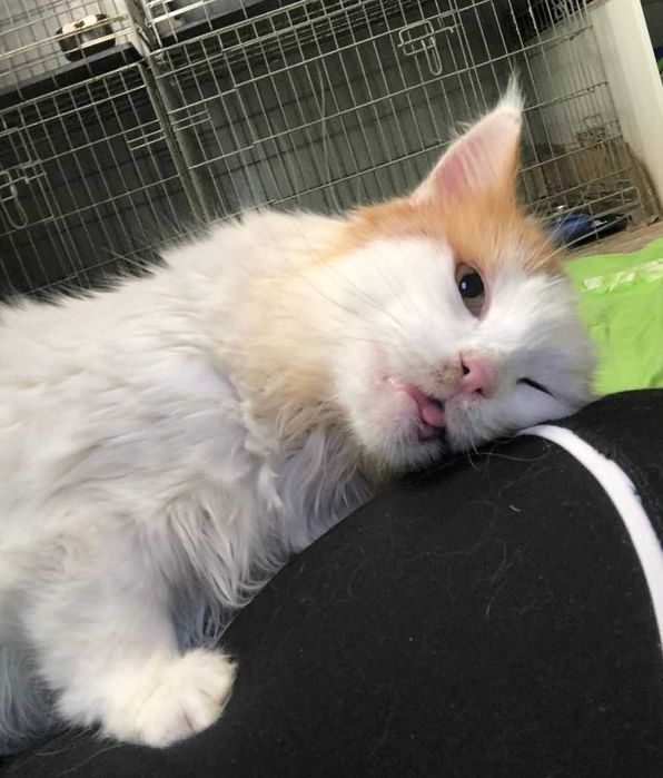 Буруля нежная и прикольная кошечка, возраст около 3 лет