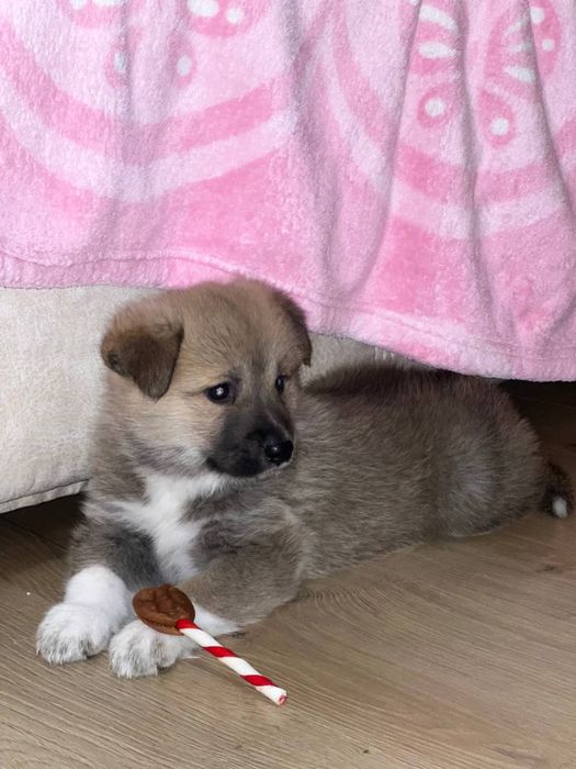 Відам цуцика в хороші руки