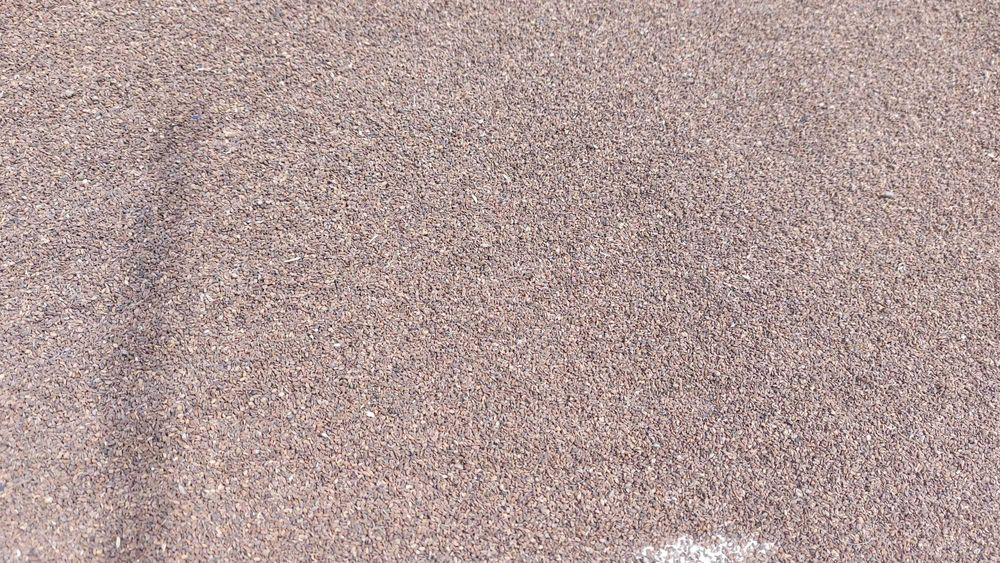 Facelia Nasiona , Poplon , Poplony, miododajna, z 2025r, Ekoschematy