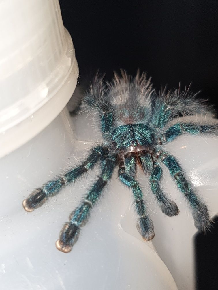 Caribena versicolor l1 ptasznik