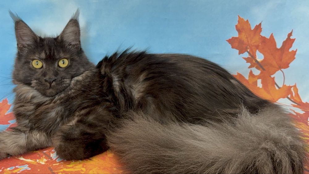 Дівчата в гарну сім»ю