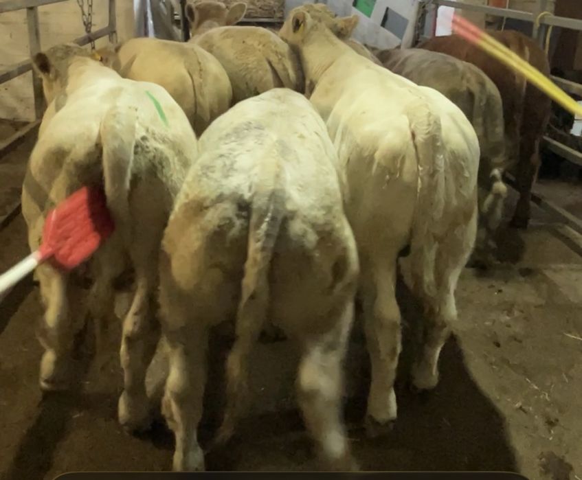 Odsadki Charolaise, Limousine, jedno stado 240 kg