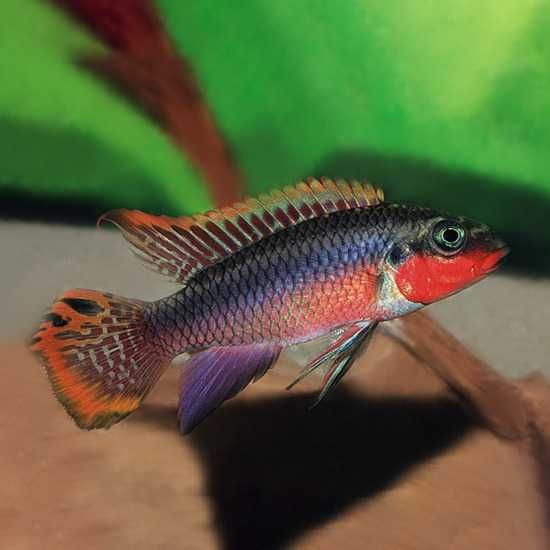 Barwniak szmaragdowy nigeria red - Pelvicachromis taeniatus