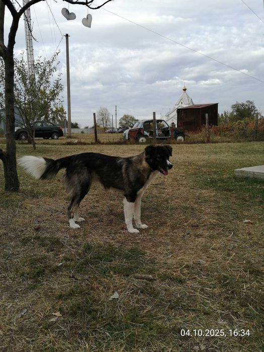 Щенки. 2 девочки. Василівка. Дніпро