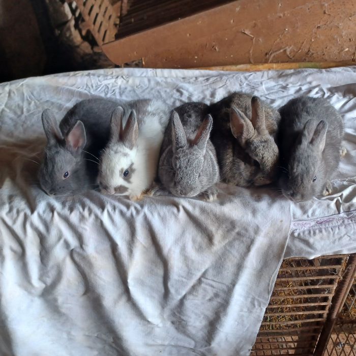 Vendo coelhos anões