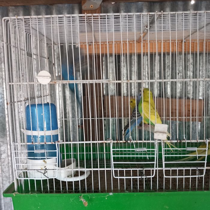 Vende-se piriquitos