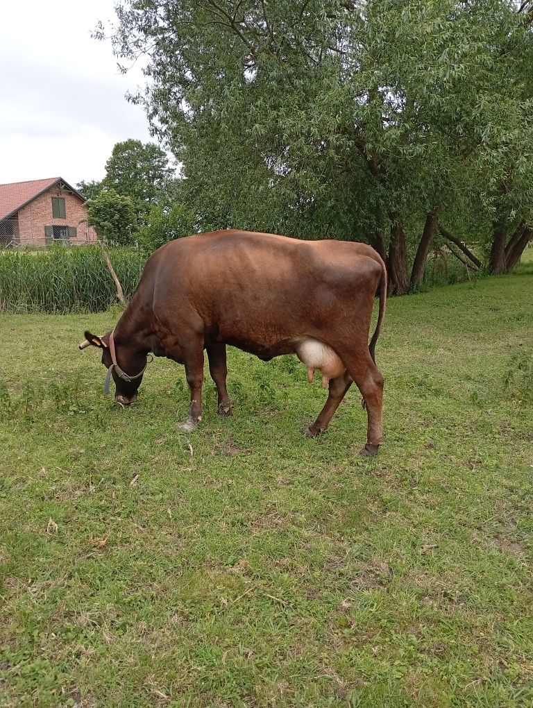 Sprzedam krowę po 3 cielaku