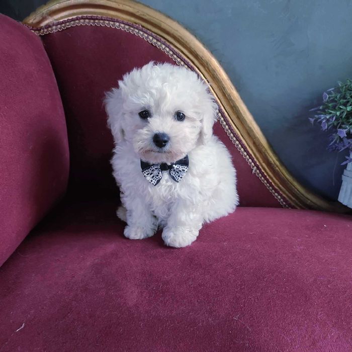 Bichon Frise > piesek.