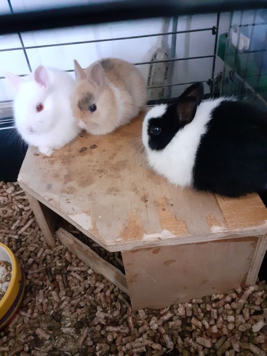 Coelhos anões belier e mini toy holandês