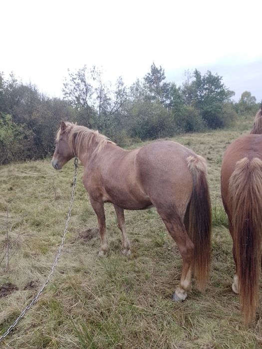 Продам пару коней лошиця 4роки кінь 9років