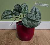 Scindapsus Pictus Trebie