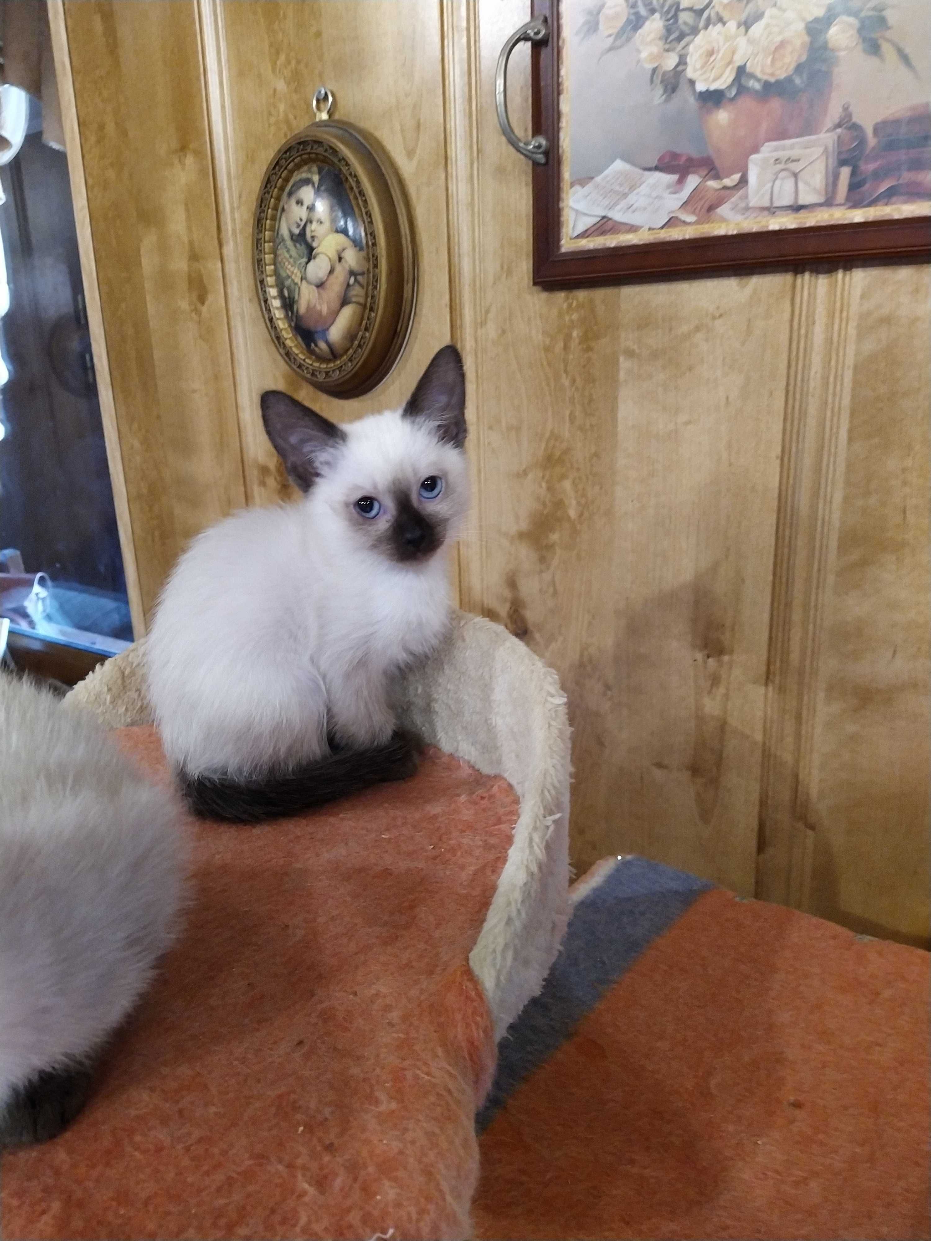 Продам сіамське кошення котення котята.