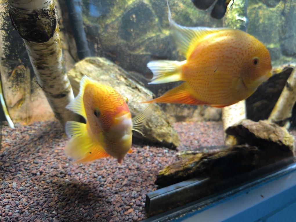 Ryby Severum Red Spot