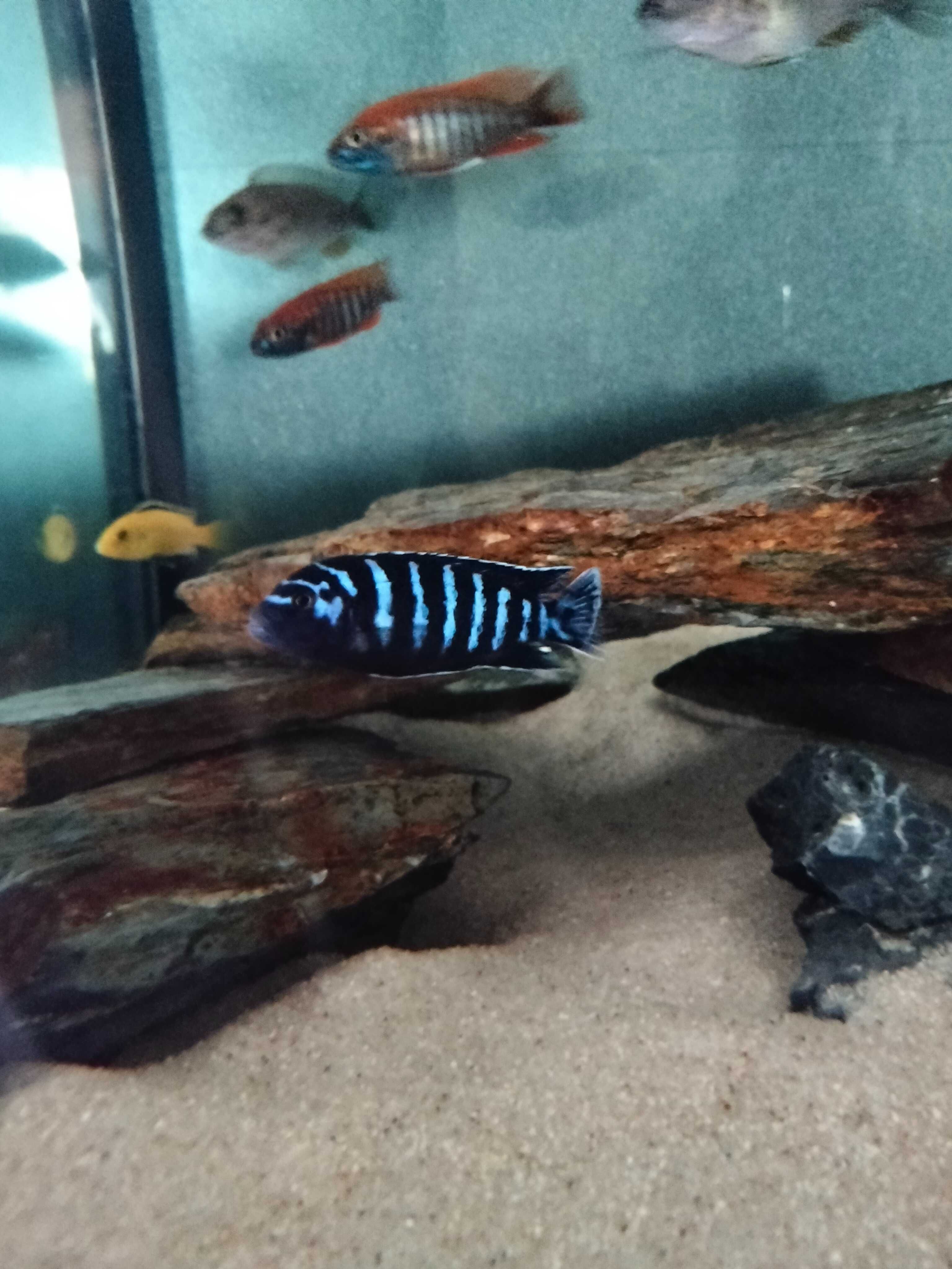 Ciclídeos africanos - Chindongo demasoni ( Pombo )