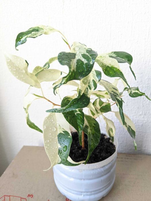 Фікуси Керлі, Кьорлi, Курлі, Чарлі, Curly