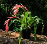Бильбергія (Billbergia) вічнозелена декоративноцвітуча рослина.