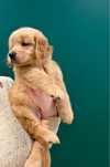 Golden retriever zapowiedz po Imporcie z Włoch linii Amerykanskiej FCI