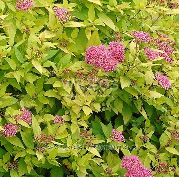 Tawuła japońska ’Goldmound’ (Spiraea japonica)- 30-40cm