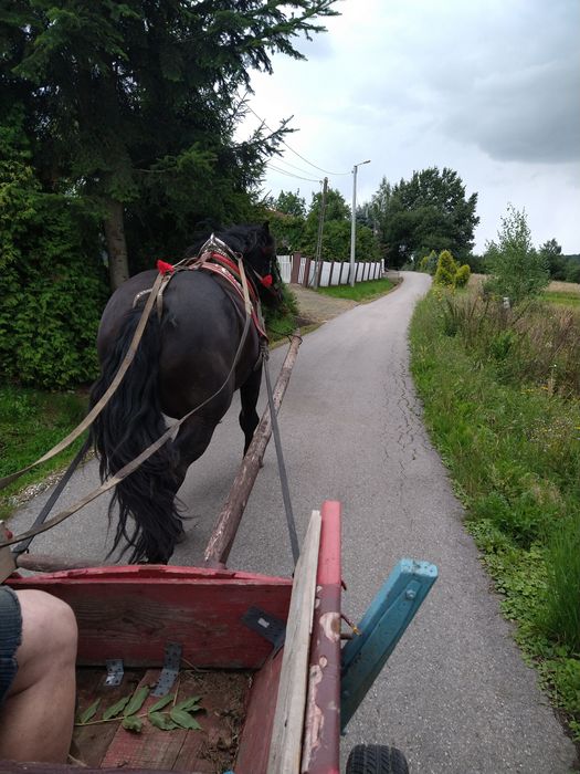 Klacz zimnokrwista