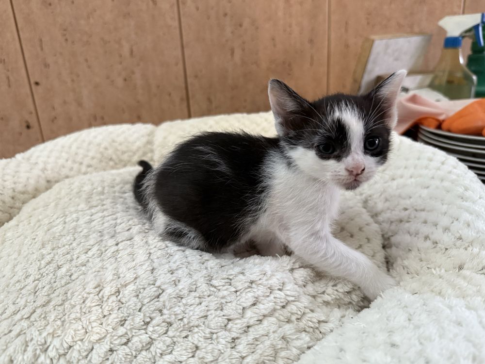 Gatinho macho para adopção