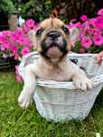 Buldog francuski