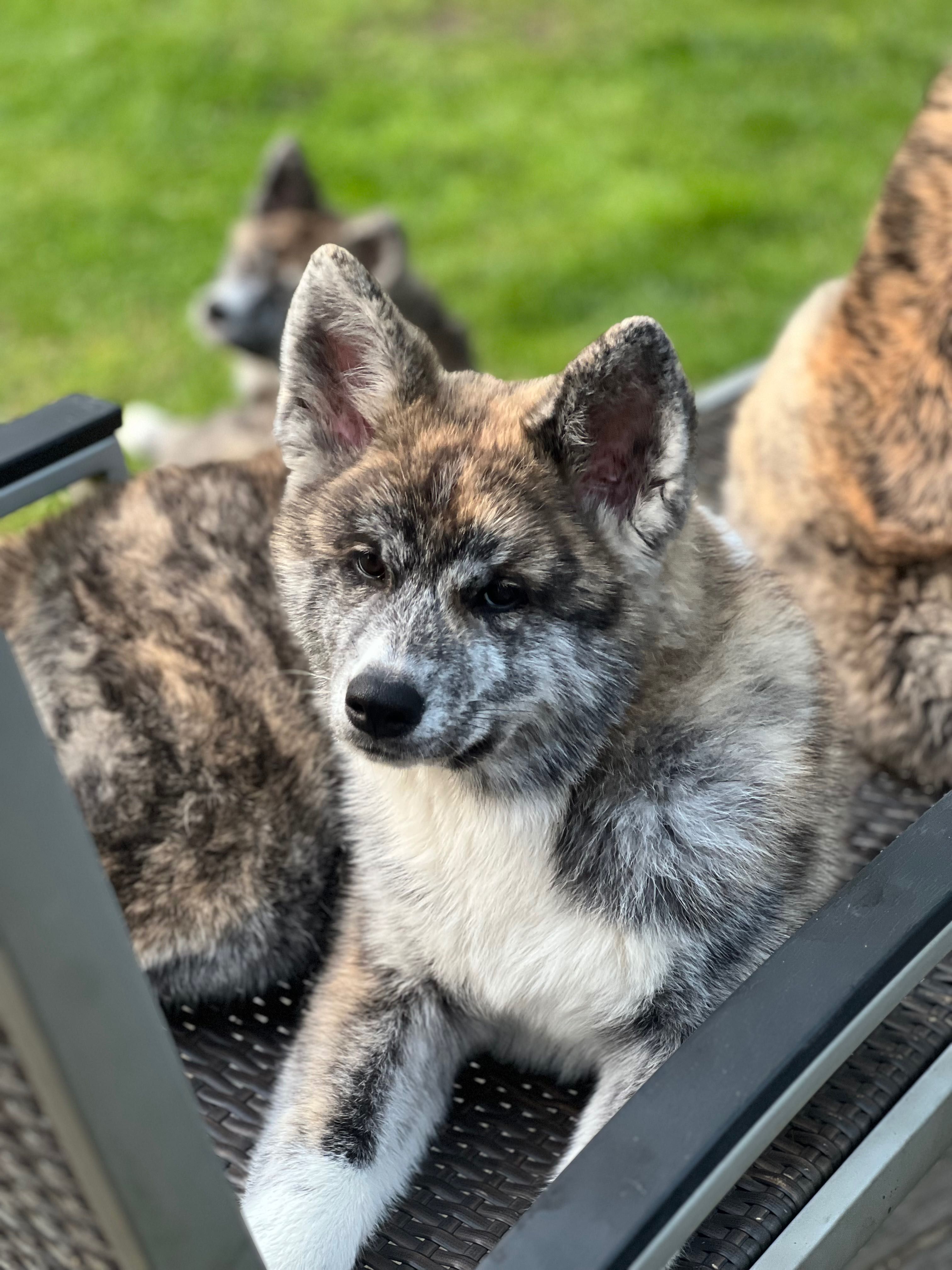 Akita Inu FCI szczeniak suczka