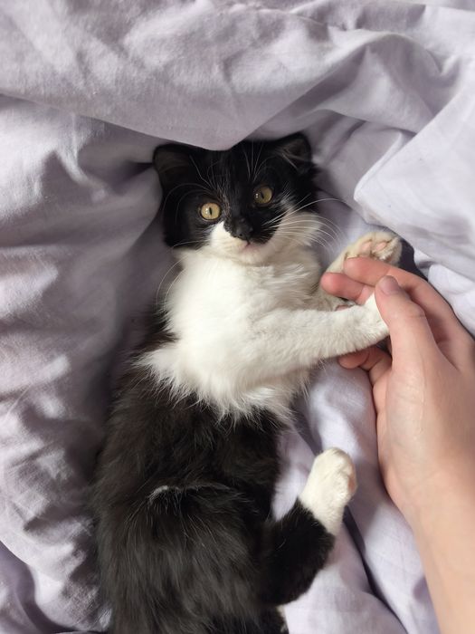 гарненьке кошеня шукає домівку