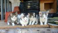 Małe kotki (już wszystkie mają nowe domy!)