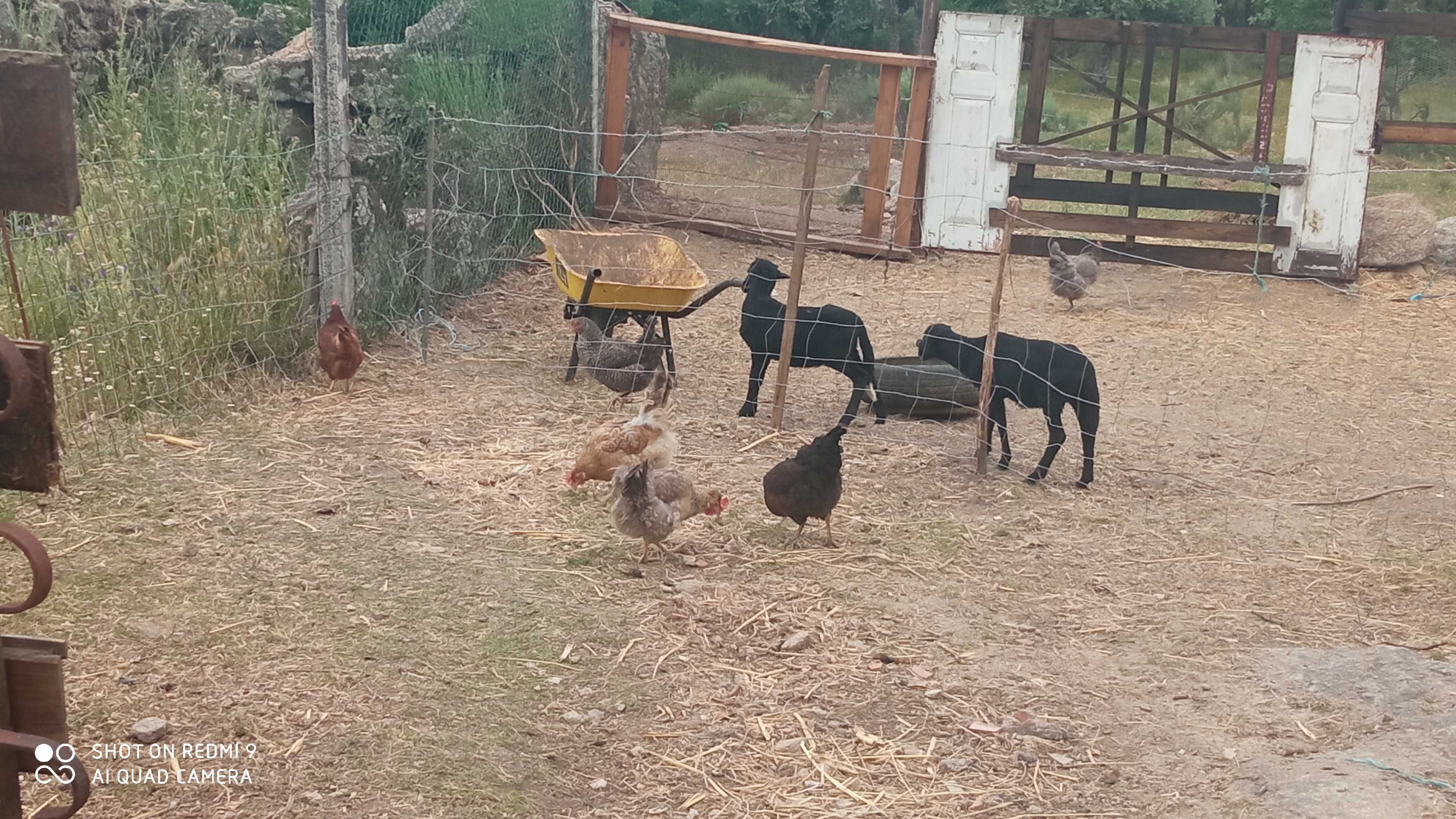 Vendo animais da quinta por falta de tempo