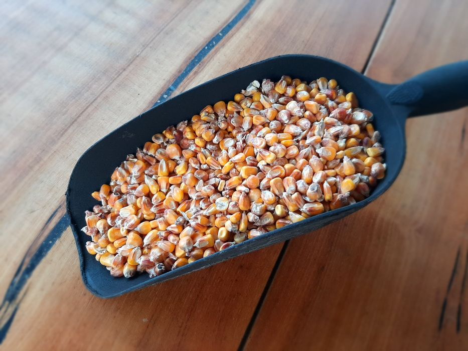 Kukurydza, ziarno suche