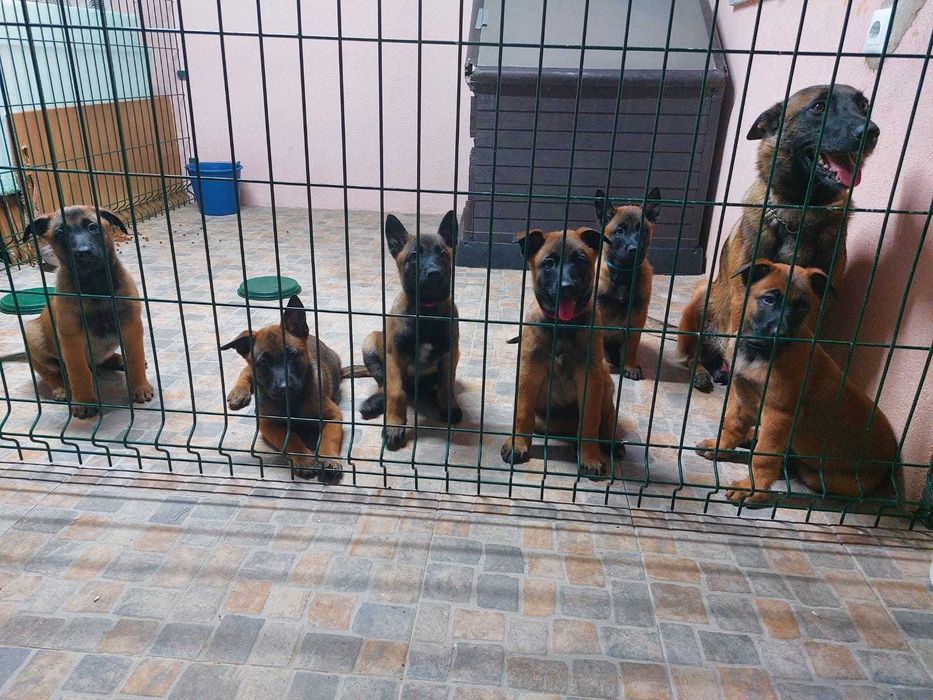 Cachorros Pastor Belga Malinois