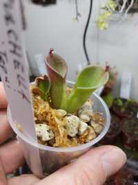 Heliamphora pulchella / heliamfora / rośliny owadożerne / wistuba